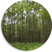 WallClassics - Cercle mural en panneau de mousse PVC - Cime d'arbres vert brumeux - Photo 50 x 50 cm sur cercle mural (avec système de suspension)