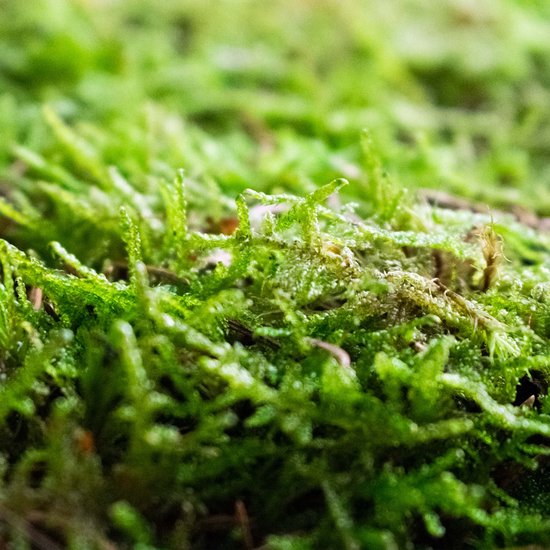 Levend Platmos 3L- Diepgroen - Duurzaam Geoogst