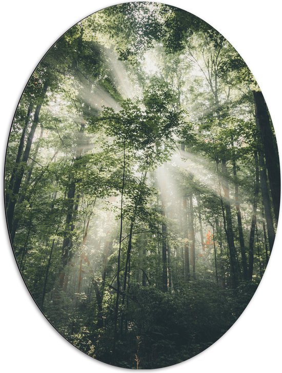 WallClassics - Dibond Ovaal - Felle Lichtstralen door Greoene Takken van Bomen in Bos - 72x96 cm Foto op Ovaal (Met Ophangsysteem)