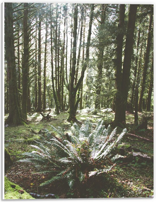 WallClassics - PVC Schuimplaat - Grote Groene Varenplant in Bos - 30x40 cm Foto op PVC Schuimplaat (Met Ophangsysteem)