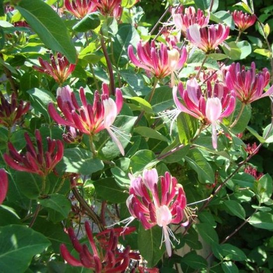 kamperfoelie-red-world-lonicera-klimplant-rood-oranje