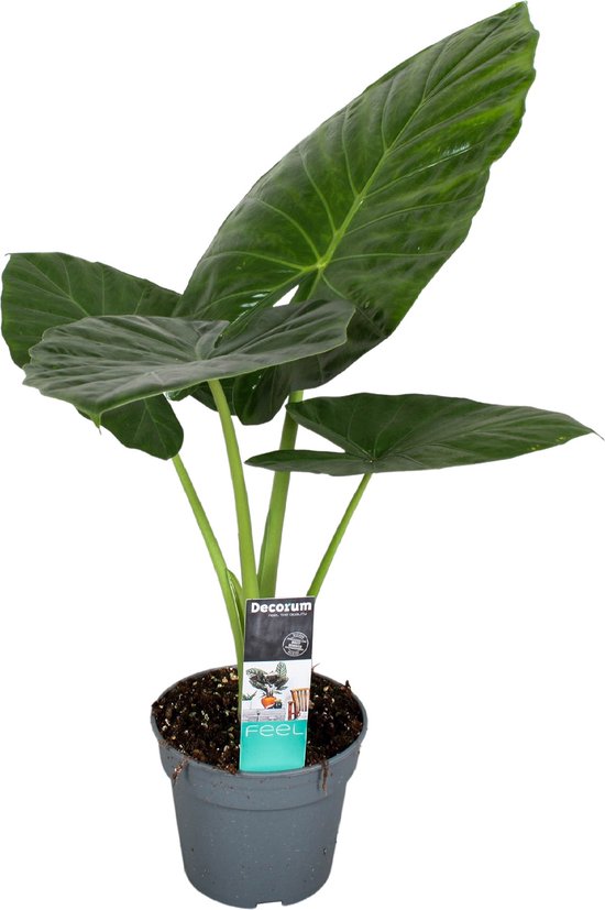 in a Alocasia Odora - Groene kamerplant met grote groene bladeren - Pot... | bol.com