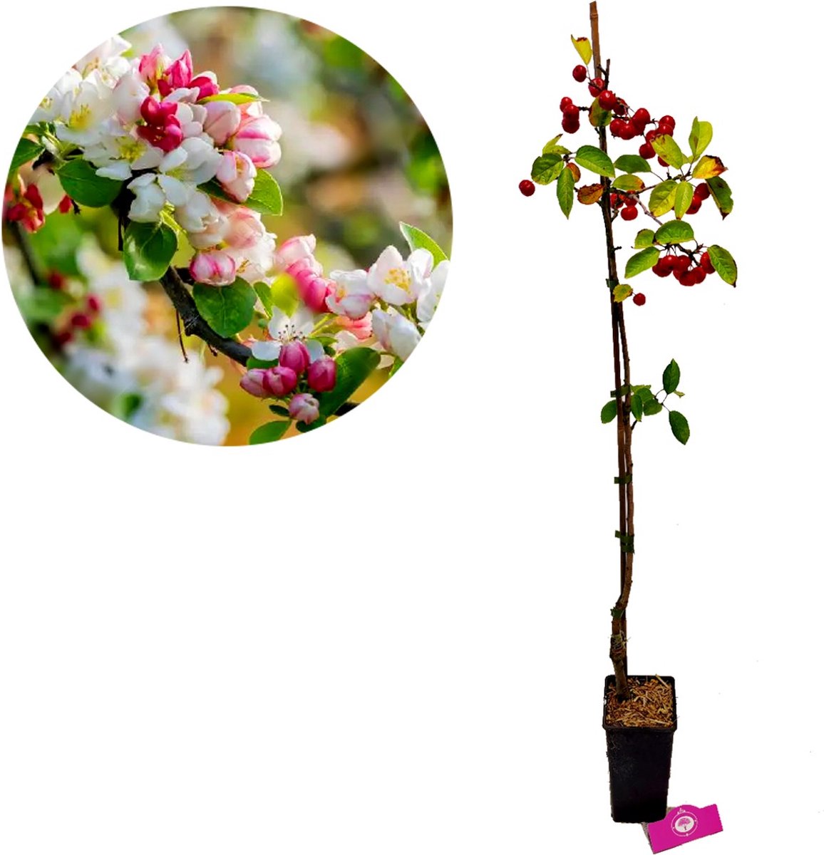 Malus 'Evereste' Sierappel - Hoogte +90cm - Kruisbestuiver - 2L pot