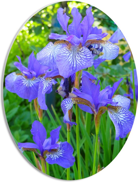 WallClassics - PVC Schuimplaat Ovaal - Siberische Iris Bloem in het Paars - 30x40 cm Foto op Ovaal  (Met Ophangsysteem)