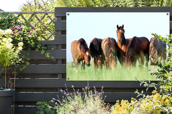 Affiche jardin - Toile jardin - Posters de jardin extérieur - Paarden - Animaux - Herbe - Été - 120x80 cm - Jardin