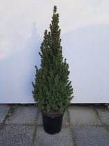 Minikerstboom- Zeer compact en dicht- Picea Glauca Conica-90-100 cm hoog