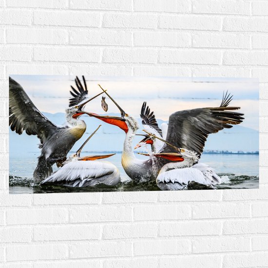 WallClassics - Muursticker - Pelikanen Vechten om een Vis - 100x50 cm Foto op Muursticker