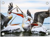 WallClassics - Tuinposter – Pelikanen Vechten om een Vis - 40x30 cm Foto op Tuinposter  (wanddecoratie voor buiten en binnen)