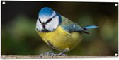 WallClassics - Tuinposter – Pimpelmees Vogel - 100x50 cm Foto op Tuinposter  (wanddecoratie voor buiten en binnen)