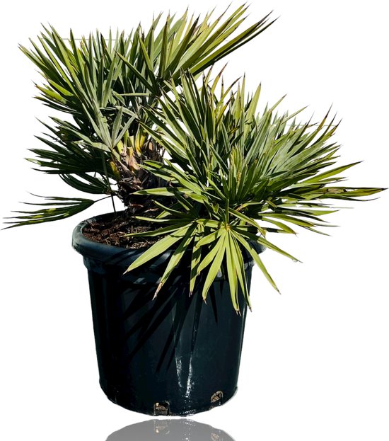 Winterharde palm soorten: 11 palmbomen die goed tegen vorst kunnen 12 Trithrinax campestris - Blauwe Dadelpalm - Winterhard - 50-100cm hoog