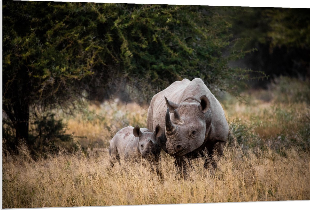 PVC Schuimplaat- Neushoorn met Baby in de Natuur - 120x80 cm Foto op PVC Schuimplaat