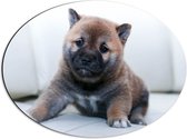 WallClassics - Dibond Ovaal - Bruine Shiba Pup - 56x42 cm Foto op Ovaal (Met Ophangsysteem)