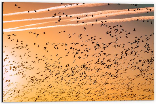 WallClassics - Dibond - Heel veel Vogels in de Lucht met Zonsondergang - 60x40 cm Foto op Aluminium (Met Ophangsysteem)