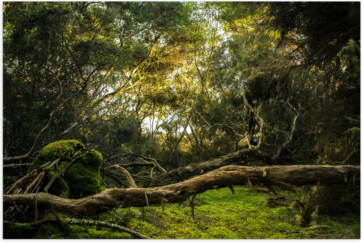 Poster Glanzend – Stammen, Takken en Bladeren in Bos - 90x60 cm Foto op Posterpapier met G