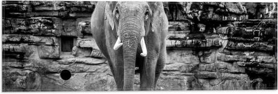 WallClassics - Drapeau - Éléphant au zoo Zwart - Wit - 60x20 cm Photo sur Drapeau Polyester