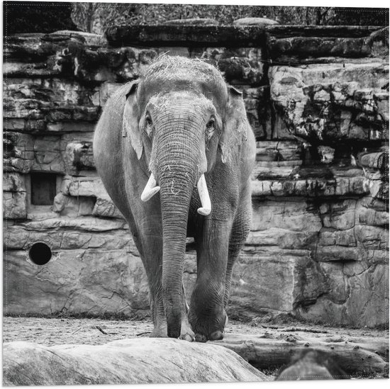 WallClassics - Drapeau - Éléphant au zoo Zwart - Wit - 50x50 cm Photo sur Drapeau Polyester