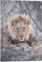 WallClassics - Drapeau - Lion mâle au repos - Photo 40x60 cm sur drapeau polyester