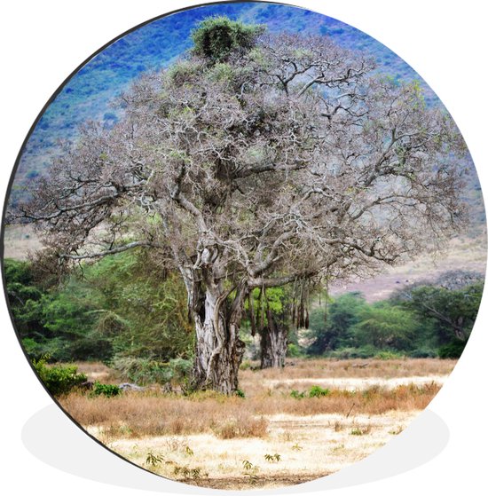 WallCircle - Wandcirkel - Muurcirkel - Een mooie foto van een baobabboom die in de Ngorongoro krater te vinden is - Aluminium - Dibond - ⌀ 140 cm - Binnen en Buiten