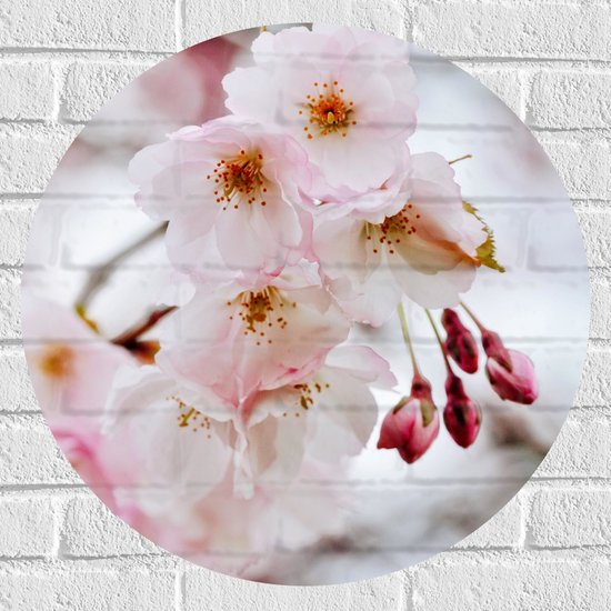 WallClassics - Muursticker Cercle - Branche de fleurs rose clair - 60x60 cm Photo sur Muursticker