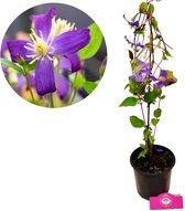 Clematis 'Violette' bosrank - bodembedekker - Hoogte +60cm - 2 liter pot