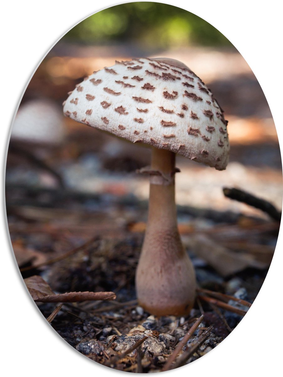 PVC Schuimplaat Ovaal - Knolparasolzwam Paddenstoel in Bos - 51x68 cm Foto op Ovaal (Met O