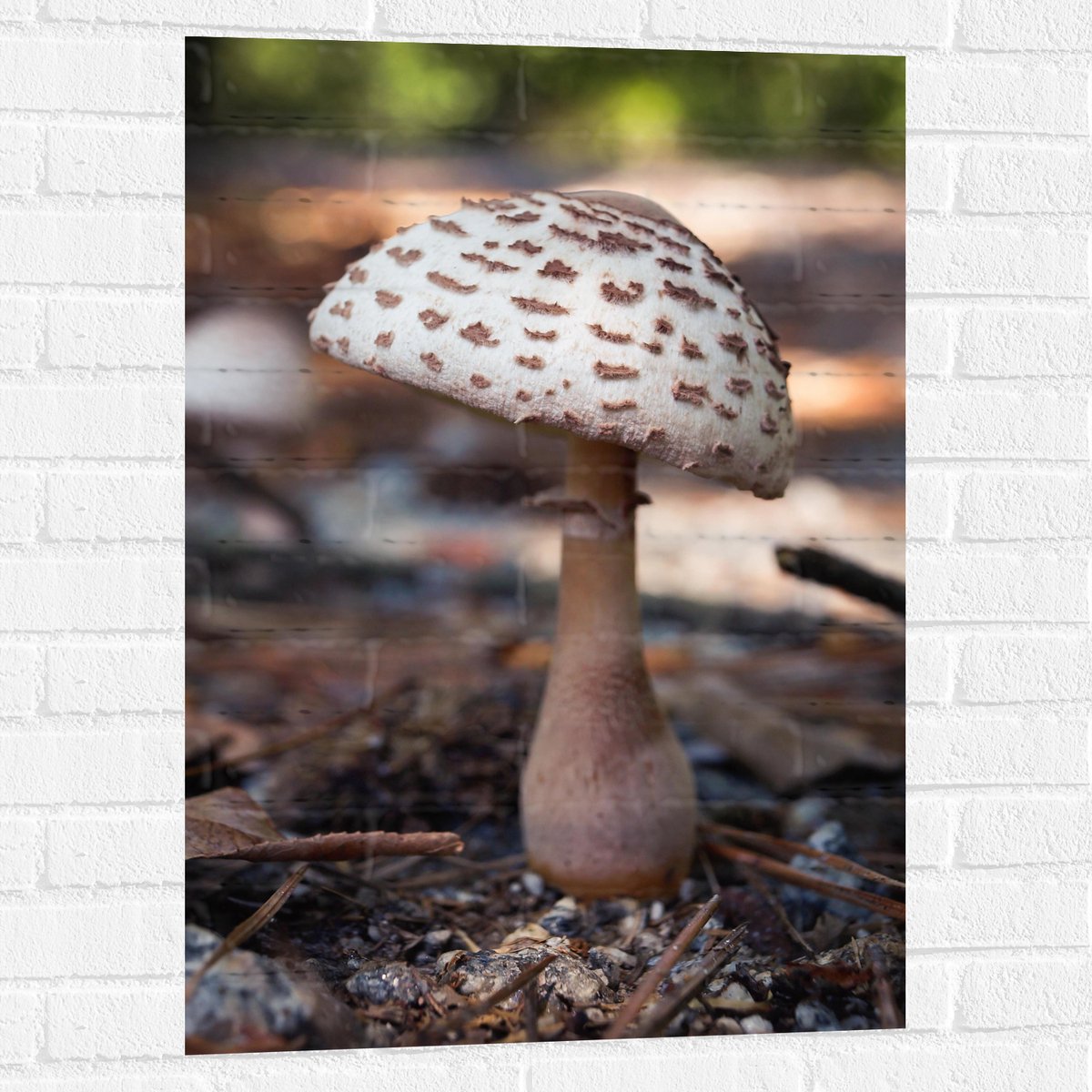 Muursticker - Knolparasolzwam Paddenstoel in Bos - 60x90 cm Foto op Muursticker