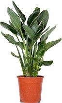 Strelitzia Reginae - Paradijsvogelplant - Potplant - Groenblijvend - ⌀24 cm - 80-90 cm