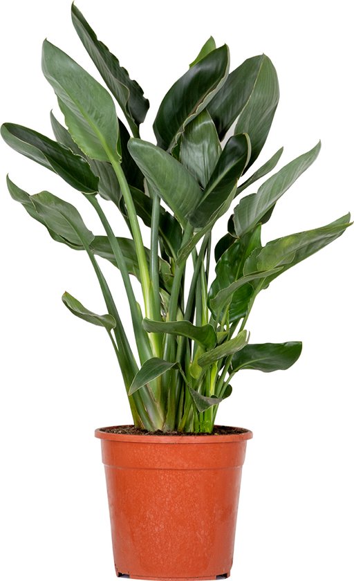 Strelitzia Reginae - Paradijsvogelplant - Kamerplant - Luchtzuiverende plant voor binnen - ⌀24 cm - 80-90 cm
