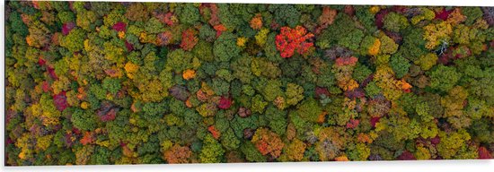 WallClassics - Dibond - Rood Groen en Gele Bomen in het Bos vanuit de Lucht - 120x40 cm Foto op Aluminium (Met Ophangsysteem)