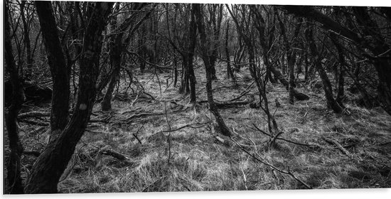 WallClassics - Dibond - Takken in het Bos Zwart / Wit - 100x50 cm Foto op Aluminium (Met Ophangsysteem)
