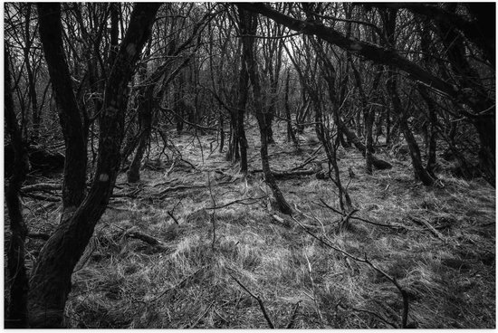 WallClassics - Poster Glossy - Branches dans la Forêt Zwart / Wit - 120x80 cm Photo sur Papier Poster avec Finition Brillante