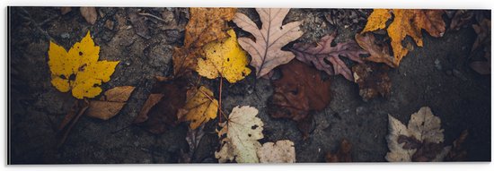 WallClassics - Dibond - Herfstbladeren in het Zand - 60x20 cm Foto op Aluminium (Met Ophangsysteem)