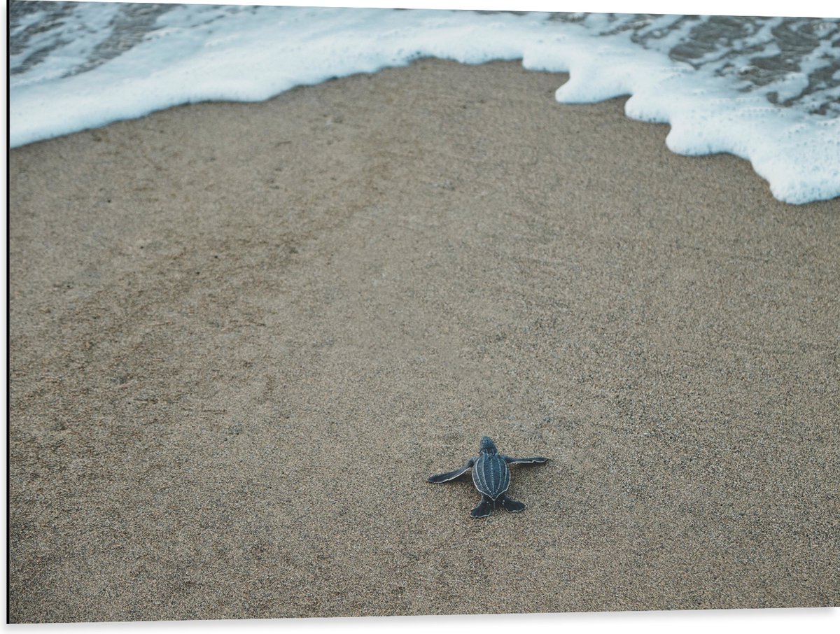 Dibond - Kleine Baby Schildpad op het Strand - 80x60 cm Foto op Aluminium (Wanddecoratie van metaal)