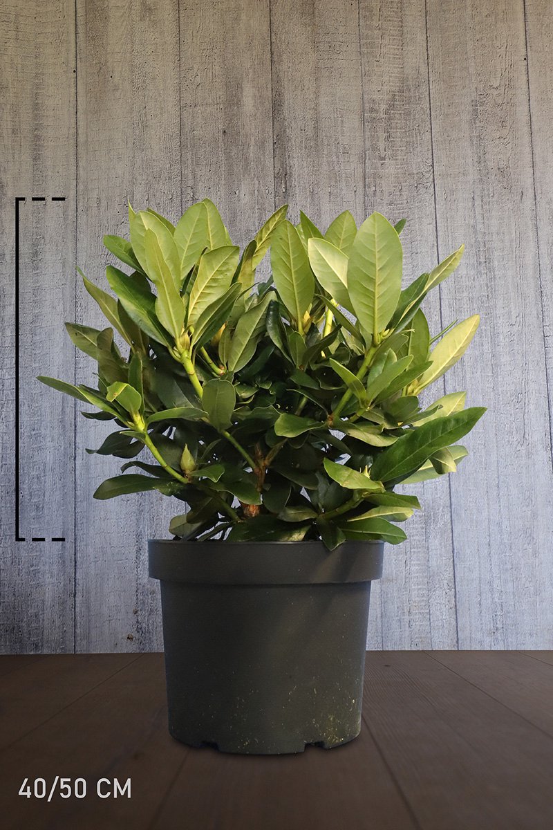 Plants Online - Haagplanten - Heesters - Rhododendron 'Cunninghams White' - Pot 40-50 cm - set van 10 - Bloeiende plant - Groeit breed uit - Wintergroen - Zeer winterhard