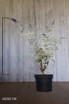 10 stuks | Vlinderstruik 'Empire Blue' Pot 40-60 cm - Bladverliezend - Bloeiende plant - Geurend - Informele haag - Insectenlokkend
