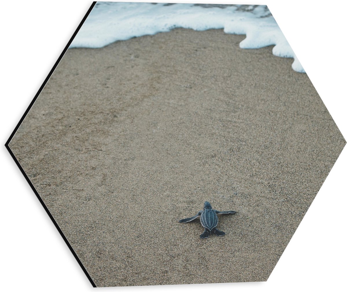 Dibond Hexagon - Kleine Baby Schildpad op het Strand - 30x26.1 cm Foto op Hexagon (Met Ophangsysteem)