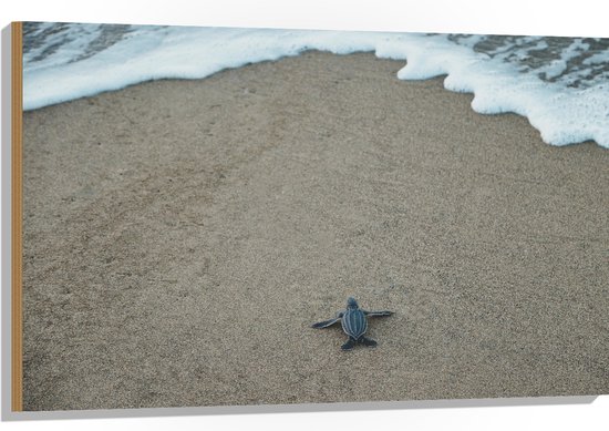 WallClassics - Hout - Kleine Baby Schildpad op het Strand - 105x70 cm - 12 mm dik - Foto op Hout (Met Ophangsysteem)