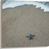 WallClassics - Hout - Kleine Baby Schildpad op het Strand - 80x80 cm - 12 mm dik - Foto op Hout (Met Ophangsysteem)