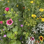 Snijbloemen Bloemzaden Gemengd - Mix voor Vlinders - Voor 125 m2 - Garden Select