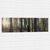 WallClassics - Muursticker - Herfstig Bos met Bruine Bladeren op de Grond - 120x40 cm Foto op Muursticker