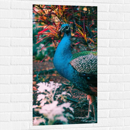 WallClassics - Muursticker - Prachtige Blauw Groene Pauw - 50x100 cm Foto op Muursticker