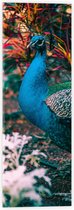 WallClassics - Acrylglas - Prachtige Blauw Groene Pauw - 20x60 cm Foto op Acrylglas (Met Ophangsysteem)