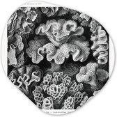 Organische Wanddecoratie - Kunststof Muurdecoratie- Organisch Schilderij - Kunst - Koraal - Ernst Haeckel - Oude meesters - Natuur- 90x90 cm - Organische spiegel vorm op kunststof