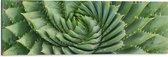 WallClassics - Dibond - Spiraalvormige Cactus - 90x30 cm Foto op Aluminium (Met Ophangsysteem)