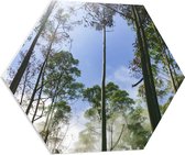 WallClassics - Feuille de mousse PVC Hexagone - Arbres très hauts et fins - 70x60,9 cm Photo sur Hexagone (avec système d'accrochage)