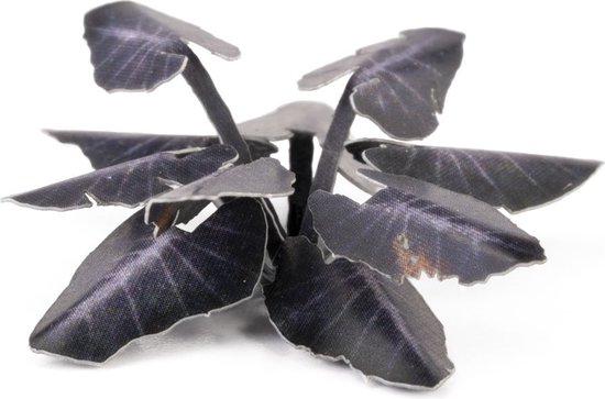 Laser Plants - Black Magic Taro