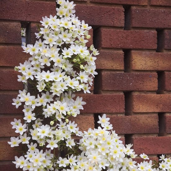 2 x Clématite Early Sensation: 2 plantes grimpantes persistantes | Rustique  - Blanc |... | bol.com