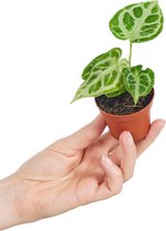 PLNTS - Baby Anthurium Silver Blush - Kamerplant - Stekplantje 2 cm - Hoogte 10 cm