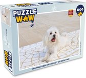 Puzzel Een Maltezer hond ligt op een pad - Legpuzzel - Puzzel 1000 stukjes volwassenen