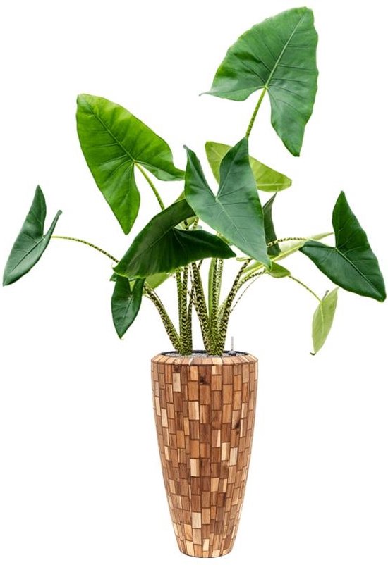 Plant in Alocasia Zebrina cm kamerplant in Baq Facets Jenga 35 cm bloempot | bol.com